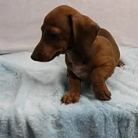 AKC Robin's Red Female 3, a female Miniature Dachshund for sale in Mount Olive, NC – Photo 9 of 10