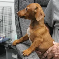 AKC Robin's Red Female 3, a female Miniature Dachshund for sale in Mount Olive, NC – 9 of 10