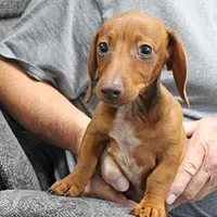 AKC Robin's Red Female 3, a female Miniature Dachshund for sale in Mount Olive, NC – 4 of 10