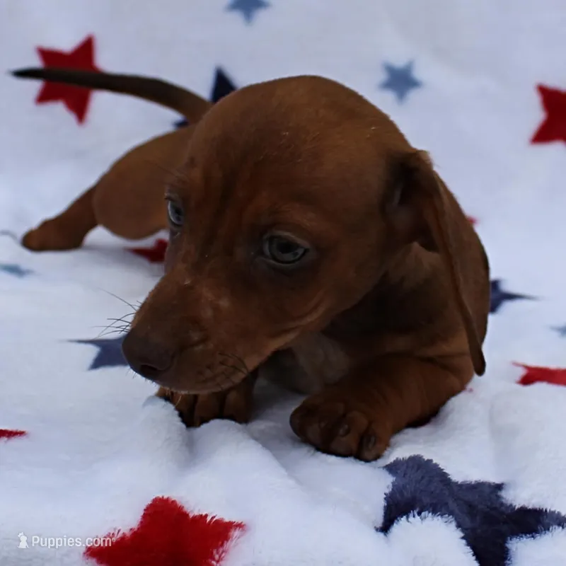 AKC Robin's Red Female 3 – Miniature Dachshund puppy for sale in Mount Olive, NC