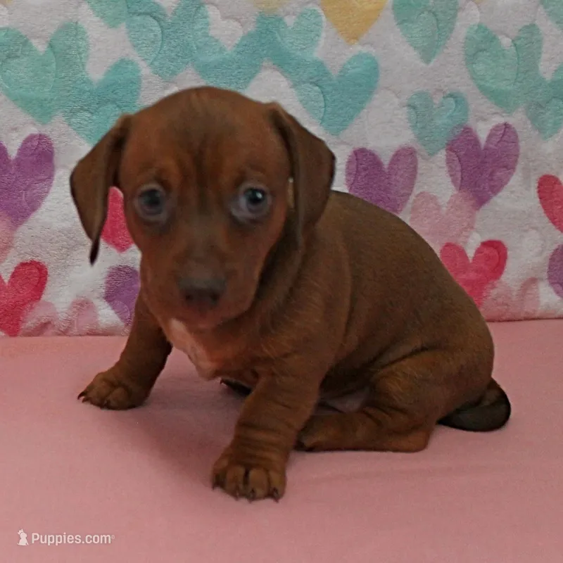 AKC Robin's Red Female 3