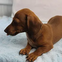 AKC Robin's Red Female 3, a female Miniature Dachshund for sale in Mount Olive, NC – Photo 8 of 10