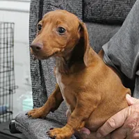 AKC Robin's Red Female 3, a female Miniature Dachshund for sale in Mount Olive, NC – 3 of 10