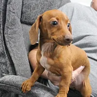 AKC Robin's Red Female 3, a female Miniature Dachshund for sale in Mount Olive, NC – 7 of 10