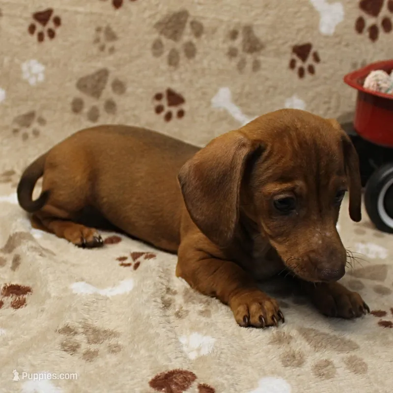 AKC Robin's Red Female 3 – Miniature Dachshund puppy for sale in Mount Olive, NC