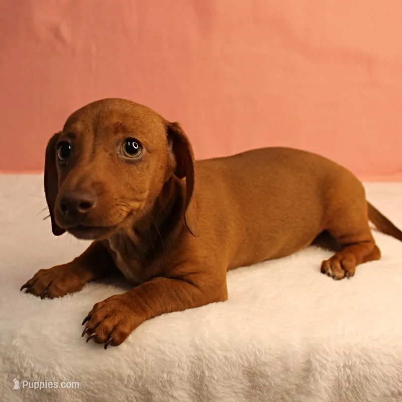 AKC Robin's Red Female 3 – Miniature Dachshund puppy for sale in Mount Olive, NC