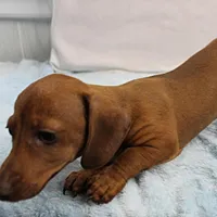 AKC Robin's Red Female 3, a female Miniature Dachshund for sale in Mount Olive, NC – Photo 7 of 10