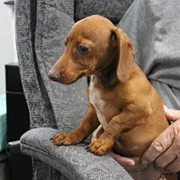 AKC Robin's Red Female 3, a female Miniature Dachshund for sale in Mount Olive, NC – 10 of 10