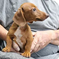 AKC Robin's Red Female 3, a female Miniature Dachshund for sale in Mount Olive, NC – 2 of 10