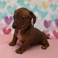 AKC Robin's Red Female 3, a female Miniature Dachshund for sale in Mount Olive, NC – Photo 3 of 9