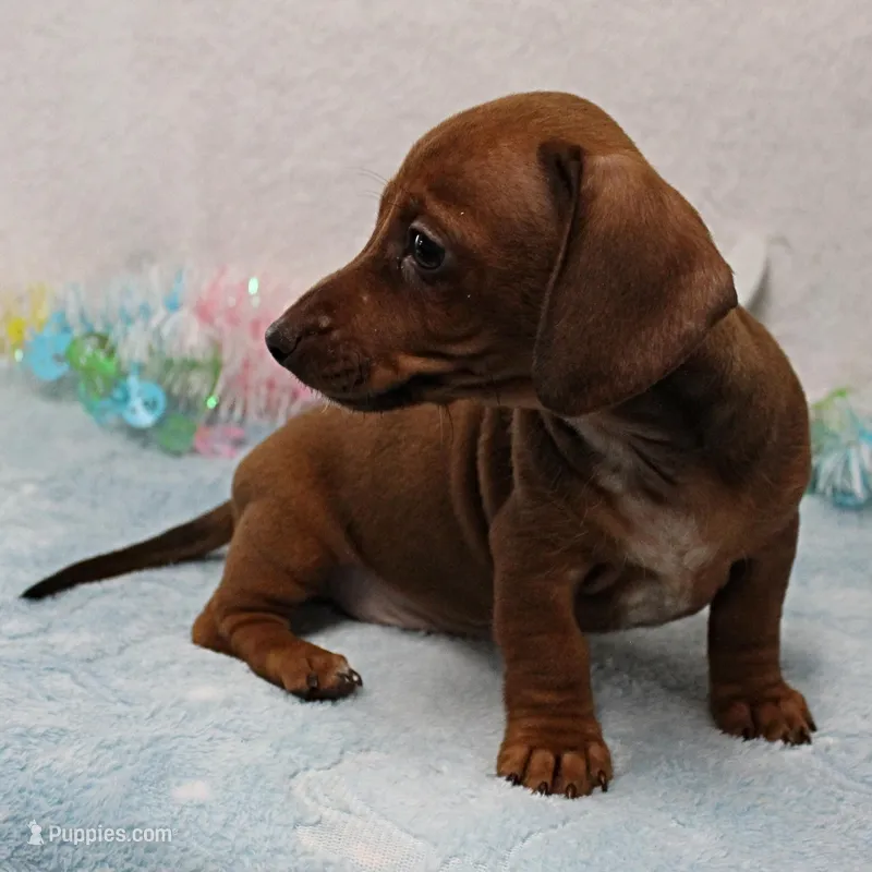 AKC Robin's Red Female 3