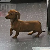 AKC Robin's Red Female 3, a female Miniature Dachshund for sale in Mount Olive, NC – Photo 3 of 10