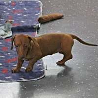 AKC Robin's Red Female 3, a female Miniature Dachshund for sale in Mount Olive, NC – Photo 4 of 10