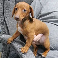 AKC Robin's Red Female 3, a female Miniature Dachshund for sale in Mount Olive, NC – 8 of 10