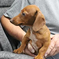 AKC Robin's Red Female 3, a female Miniature Dachshund for sale in Mount Olive, NC – 5 of 10