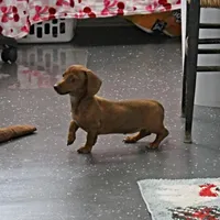 AKC Robin's Red Female 3, a female Miniature Dachshund for sale in Mount Olive, NC – Photo 2 of 10