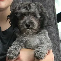 Tinker's Silver Male Puppy 2, a male Cockapoo for sale in Mount Olive, NC – 2 of 10