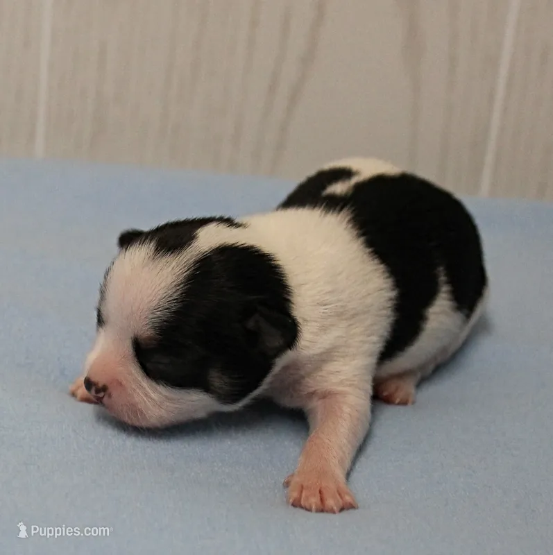 Chelsea's Black, White & Tan Party Male Puppy 2 – Chihuahua puppy for sale in Mount Olive, NC