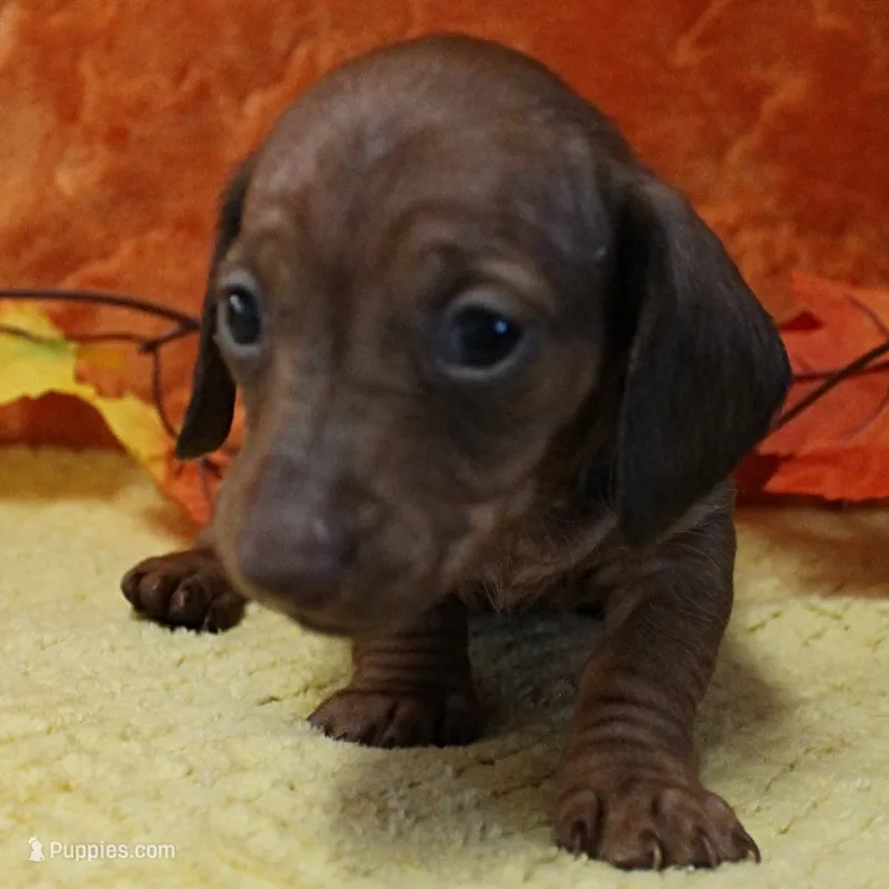 AKC Freckles Red Female Puppy 1 – Miniature Dachshund puppy for sale in Mount Olive, NC