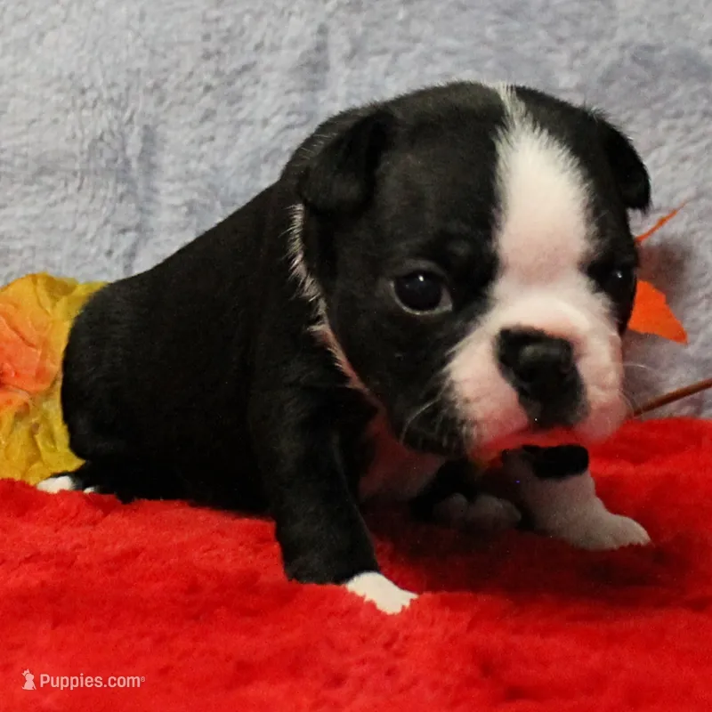 AKC Annie's Black & White Female Puppy 4 – Boston Terrier puppy for sale in Mount Olive, NC