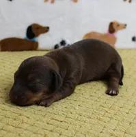 AKC Robin's Red Female Puppy 1, a female Miniature Dachshund for sale in Mount Olive, NC – 2 of 9