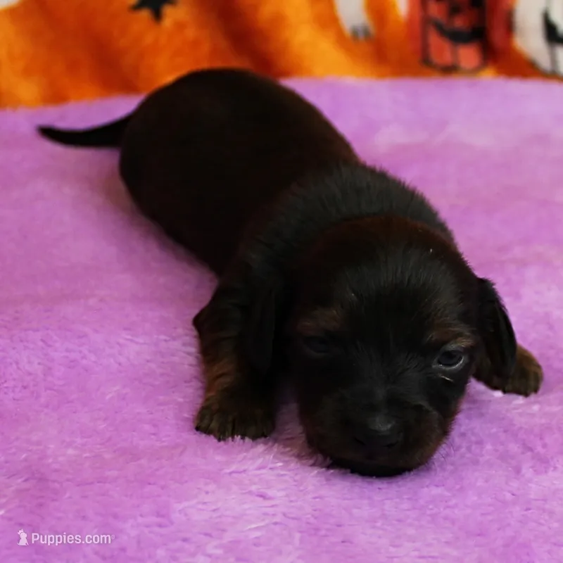 AKC Freckles Red with Black Tips Male Puppy 8 – Miniature Dachshund puppy for sale in Mount Olive, NC