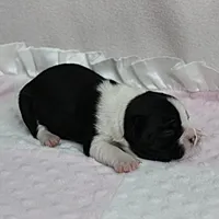 AKC Puddin's Black & White Female Puppy 1, a female Boston Terrier for sale in Mount Olive, NC – 8 of 10