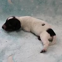 AKC Freckles Black & Tan Piebald on White Female Puppy 2, a female Miniature Dachshund for sale in Mount Olive, NC – 9 of 10