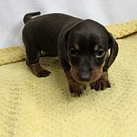 AKC Maggie's Chocolate & Tan Female Puppy 2, a female Miniature Dachshund for sale in Mount Olive, NC – 5 of 10