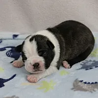 AKC Puddin's Black & White Brindle Male 2, a male Boston Terrier for sale in Mount Olive, NC – 5 of 10