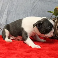 AKC Bubble's Blue & White Male Puppy 3, a male Boston Terrier for sale in Mount Olive, NC – 8 of 10