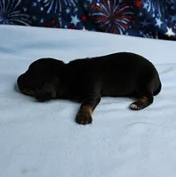 AKC Taylor's Black & Tan Male Puppy 5, a male Miniature Dachshund for sale in Mount Olive, NC – 7 of 9