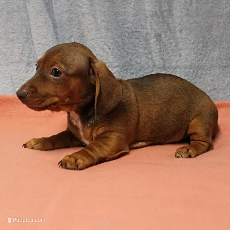 AKC Robin's Red Female Puppy 1 – Miniature Dachshund puppy on hold in Mount Olive, NC