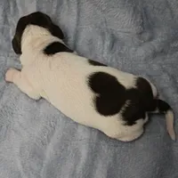AKC Mae Mae's Black & White Piebald Male Puppy , a male Miniature Dachshund for sale in Mount Olive, NC – 10 of 10