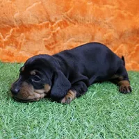 AKC Maggie's Black & Tan Female Puppy 1, a female Miniature Dachshund for sale in Mount Olive, NC – 9 of 10