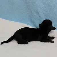 AKC Harleys Black & Tan Male Puppy 4, a male Miniature Dachshund for sale in Mount Olive, NC – 7 of 10
