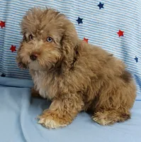 Twinkle's Chocolate Merle Male Puppy 3, a male Cockapoo for sale in Mount Olive, NC – 8 of 10