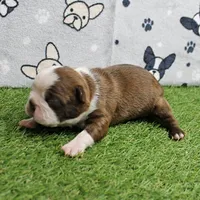 AKC Willow's Seal & White Male Puppy 5, a male Boston Terrier for sale in Mount Olive, NC – 10 of 10