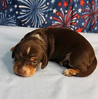 AKC Heidi's Chocolate & Tan Female Puppy 1, a female Miniature Dachshund for sale in Mount Olive, NC – 7 of 10