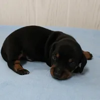 AKC Maggie's Black & Tan Male Puppy 4, a male Miniature Dachshund for sale in Mount Olive, NC – 9 of 10