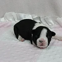 AKC Puddin's Black & White Female Puppy 1, a female Boston Terrier for sale in Mount Olive, NC – 6 of 10