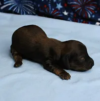 AKC Taylor's Red Sable Male Puppy 1, a male Miniature Dachshund for sale in Mount Olive, NC – 7 of 8
