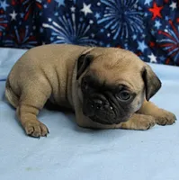 AKC Candy's Fawn Male Puppy 2, a male Pug for sale in Mount Olive, NC – 2 of 9