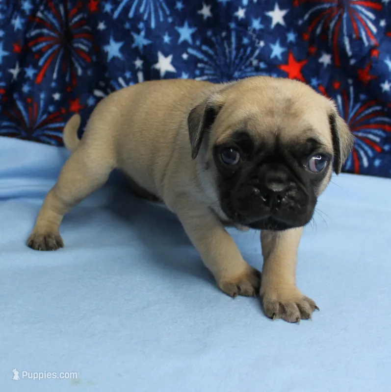 AKC Candy's Fawn Male Puppy 5 – Pug puppy for sale in Mount Olive, NC