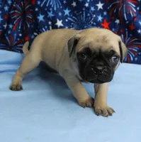 AKC Candy's Fawn Male Puppy 5, a male Pug for sale in Mount Olive, NC – 1 of 10