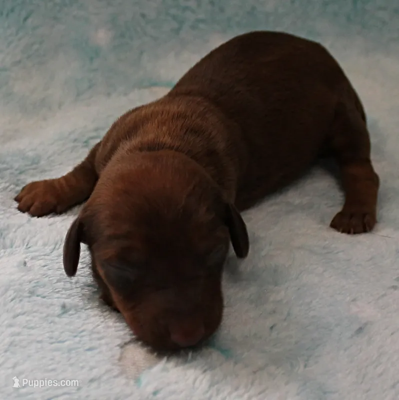 AKC Freckles Red Female Puppy 1 – Miniature Dachshund puppy for sale in Mount Olive, NC