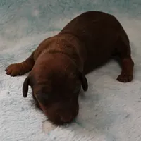 AKC Freckles Red Female Puppy 1, a female Miniature Dachshund for sale in Mount Olive, NC – 1 of 8