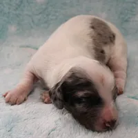 AKC Freckles Silver Dapple with White Male Puppy 6, a male Miniature Dachshund for sale in Mount Olive, NC – 3 of 10