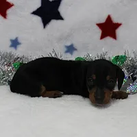 AKC Karlie's Female Puppy 1, a female Miniature Dachshund for sale in Mount Olive, NC – Photo 10 of 10