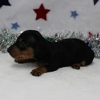 AKC Karlie's Female Puppy 1, a female Miniature Dachshund for sale in Mount Olive, NC – Photo 9 of 10